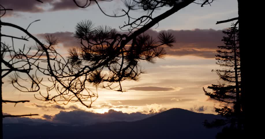 The silhouette of a tree at sunrise