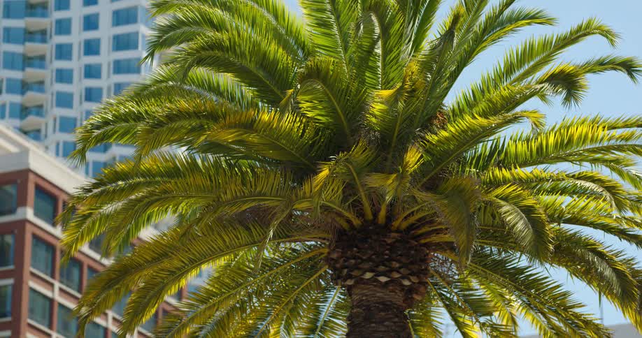 A palm tree in front of city buildings in the daytime