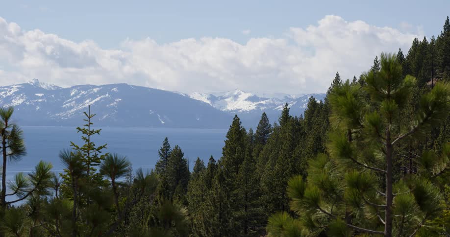 Trees in a forest are near a mountain