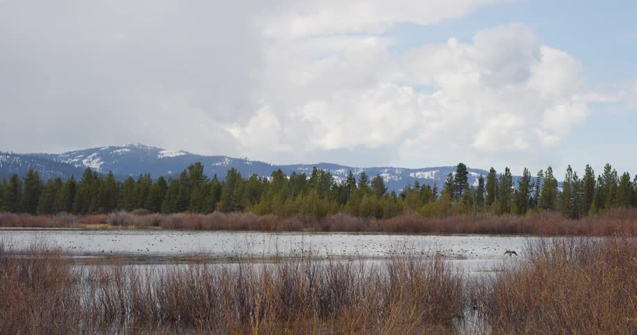 A bird dives into the top of the lake