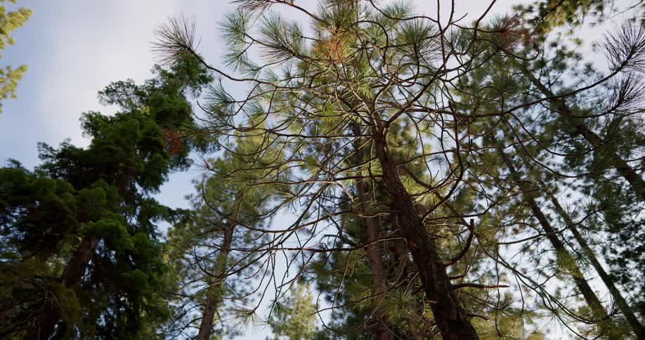A view of a forest is displayed