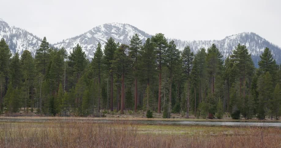 The grass turns green and frost partially covers the ground in a field near a forest and mountain range