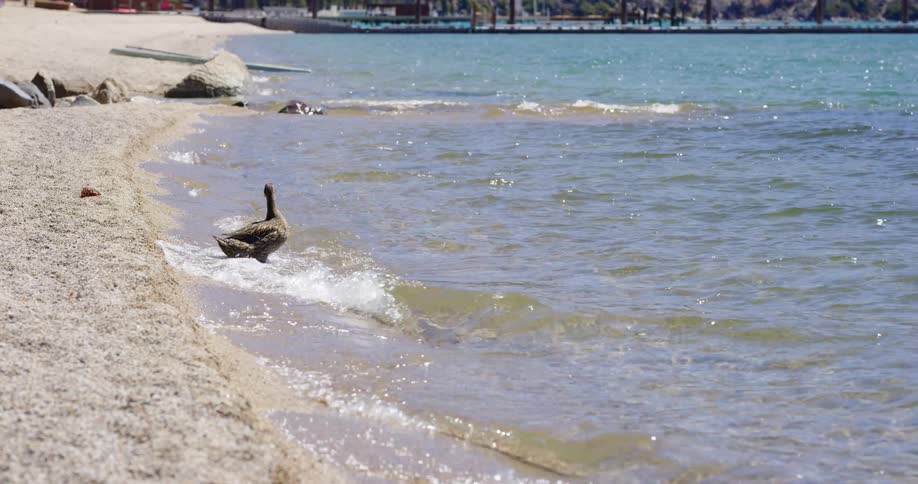 A duck flies out of the water