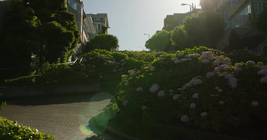 A garden full of flowers in a neighborhood