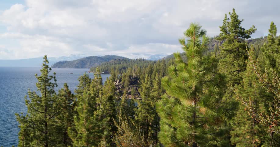 An evergreen forest bordering a lake on a sunny day