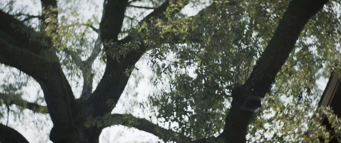 Sun shines through a large tree