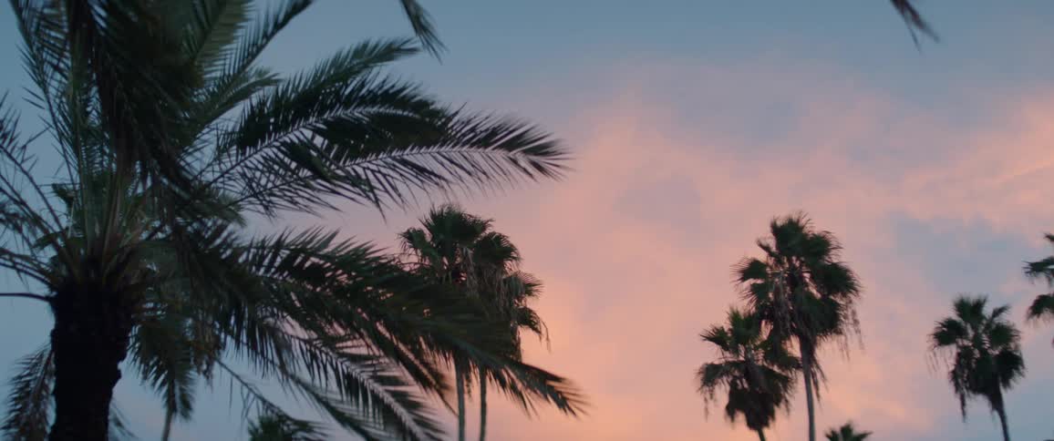 Palm tree fronds wave in the breeze