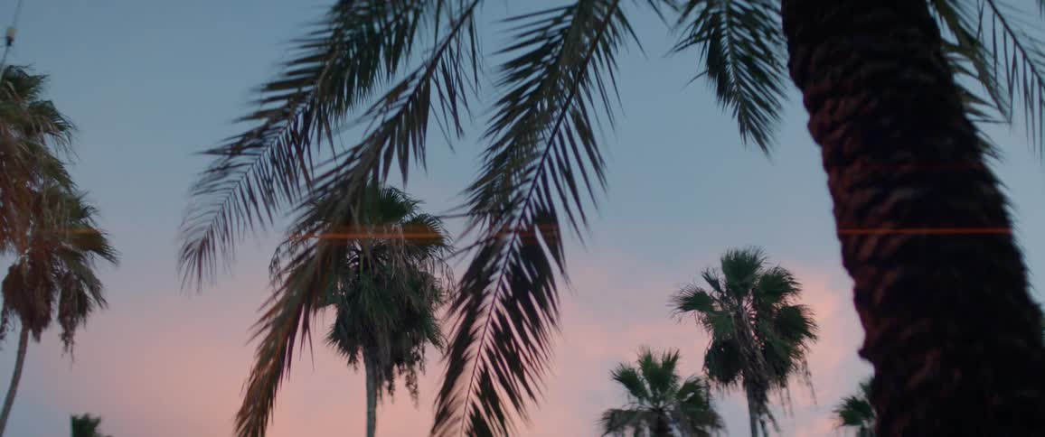 Palm trees sway in the wind at sunset