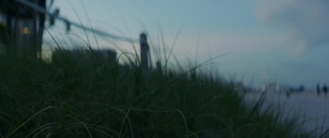 Tall grass sways in the wind at dusk