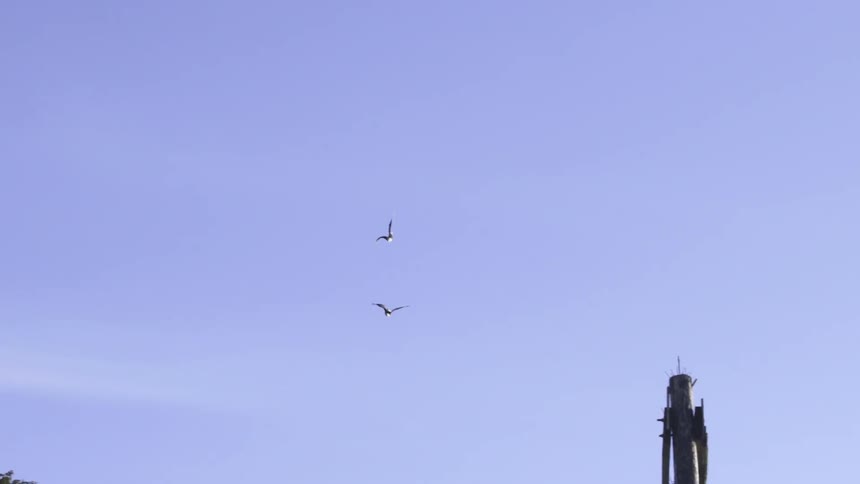 Birds flying and circling near a piece of equipment