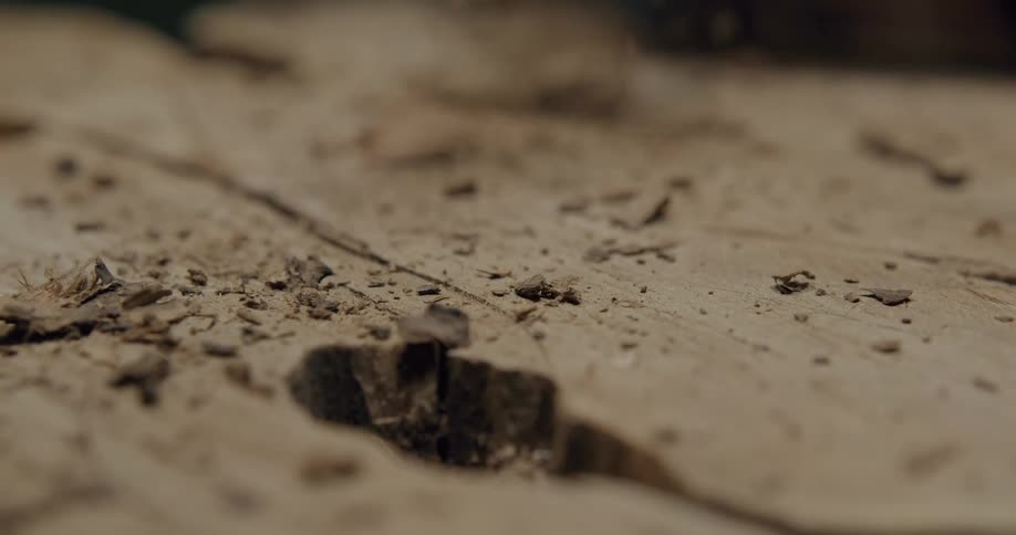 Wood chips fly as a man chisels wood