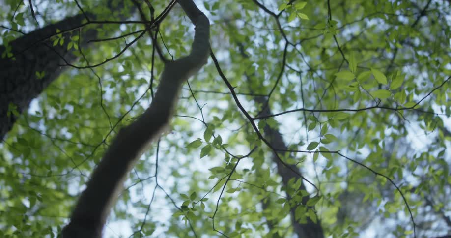 Trees and leaves in a forest