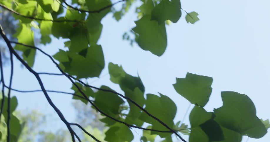 Tree branches sway in the wind