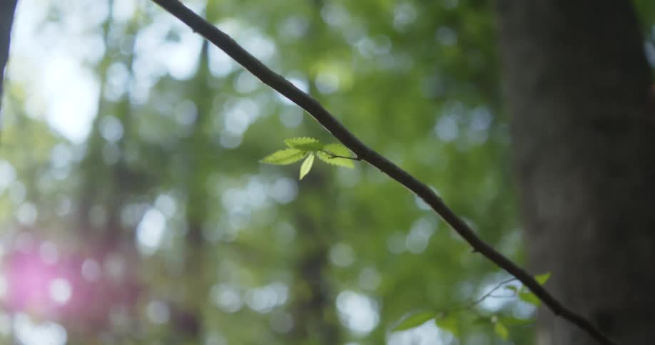 Leaves sprouting on a tree branch in a forest