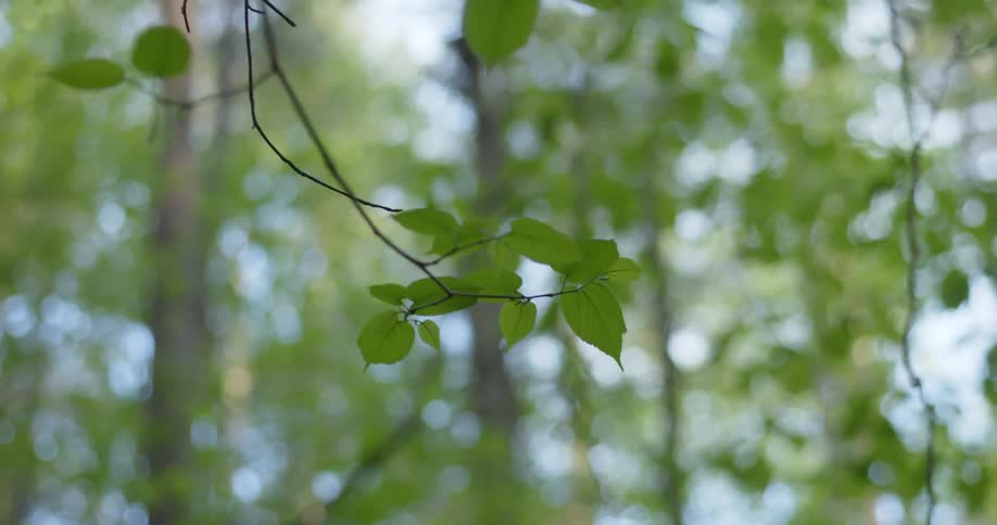 Small leaves on a thin branch of a tree in a woodland on a sunny day