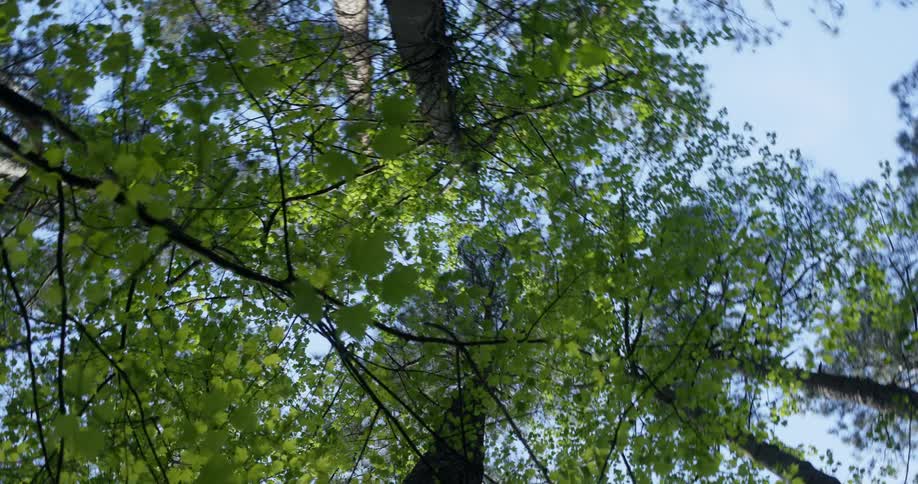 The foliage of a grouping of trees on a sunny day