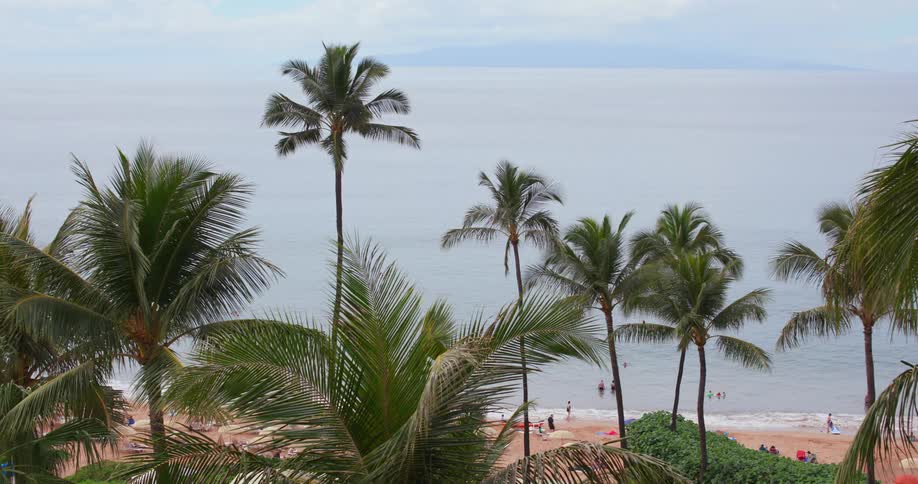 A group of people enjoy the ocean water beside tall palm trees
