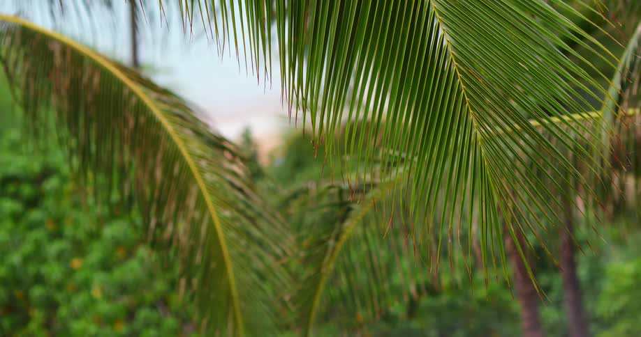 Close up of tropical leaves with the water in the distance