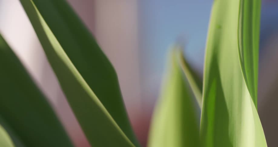 Close up of a house plant with green leaves