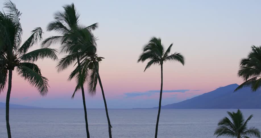 Tall palm trees blow in the wind with mountain in background