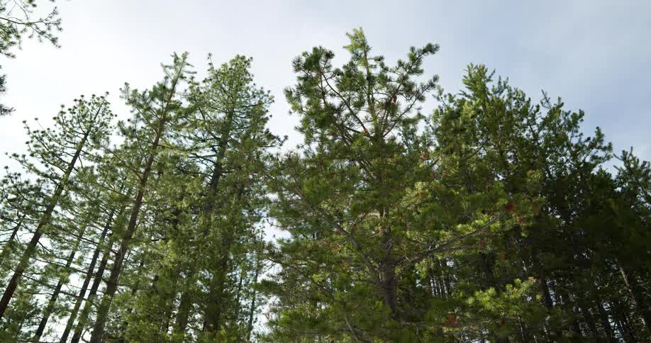Tall trees in a woodland on a sunny day