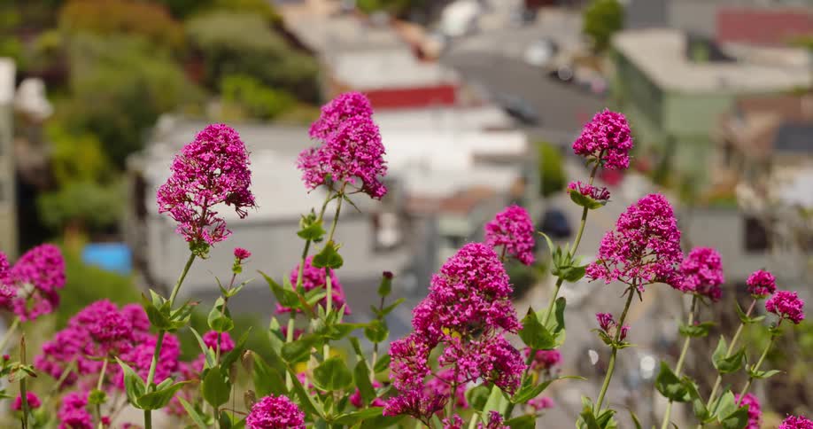 Magenta flowers grow on a ledge overlooking a neighborhood