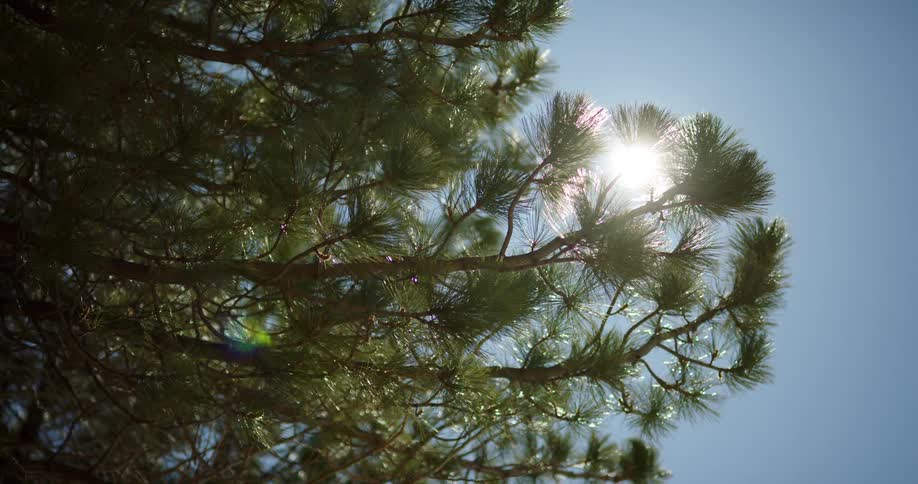 Trees outside with sunlight shining on the trees