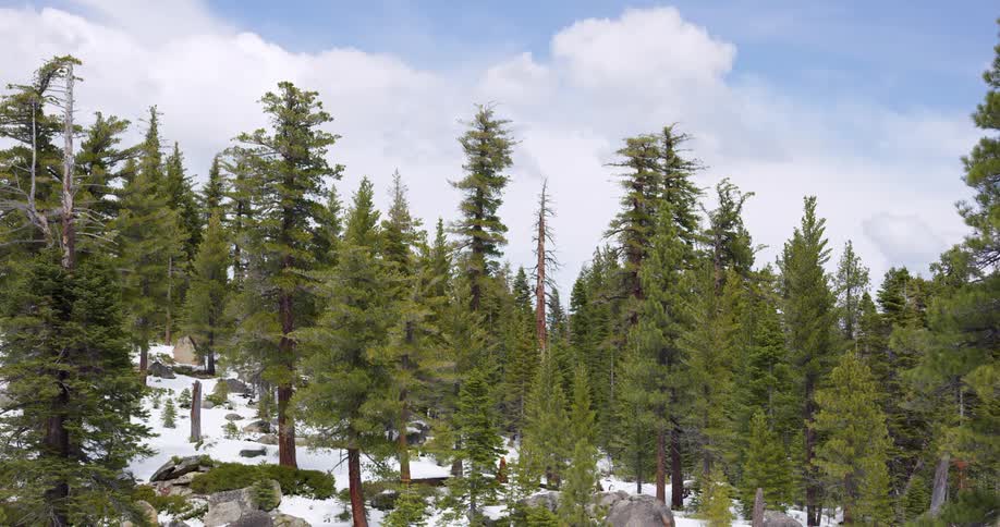A view of a forest in winter is displayed