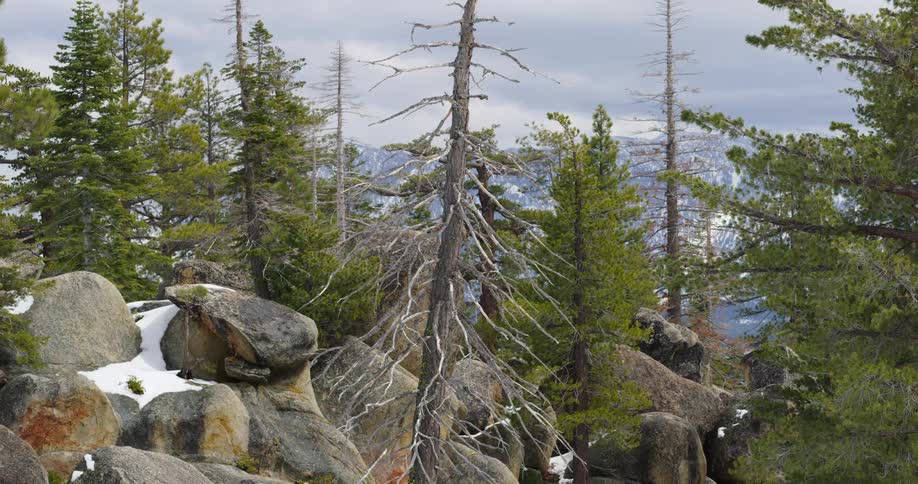 A bare tree surrounded by snow and rocks in a mountain forest