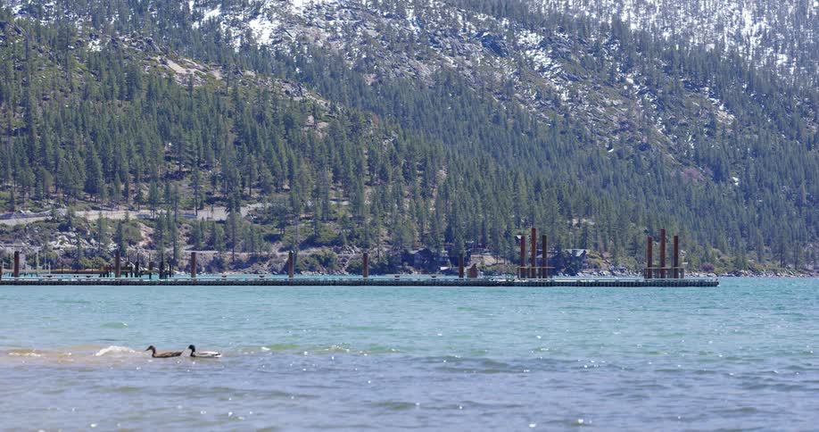 Geese swimming in a lake with a forest in the background