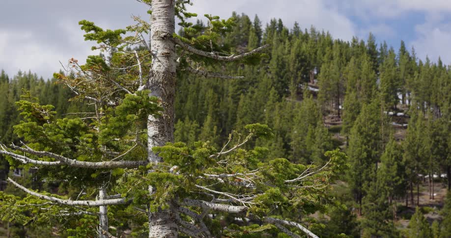 Green trees in a mountain forest on a summer day
