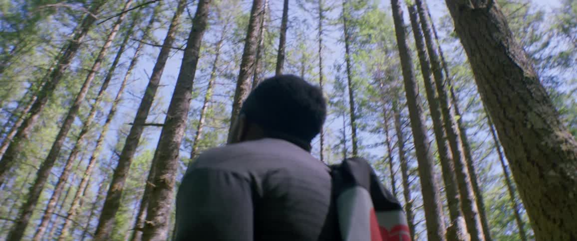A man looks at the tall trees towering overhead in the woods