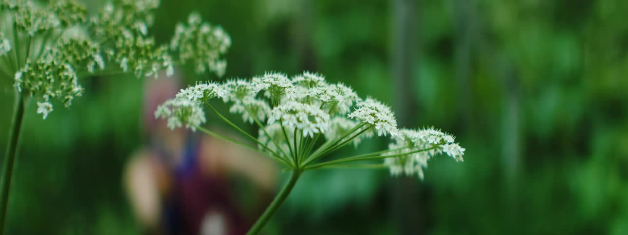 A young woman hikes pass a plant with several small white flowers