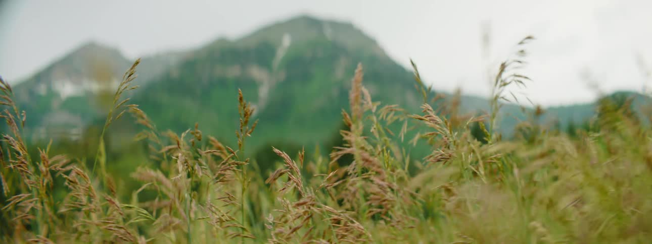 Tall stalks of grass wave in the wind in a grassland below a mountain on a cloudy day