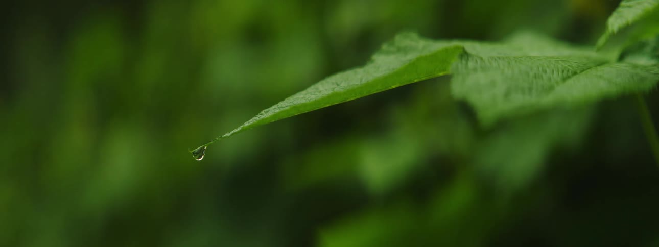 Tiny water drop falls from end of pointed leaf