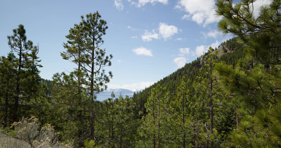 Trees in the forest with mountains in the far distance