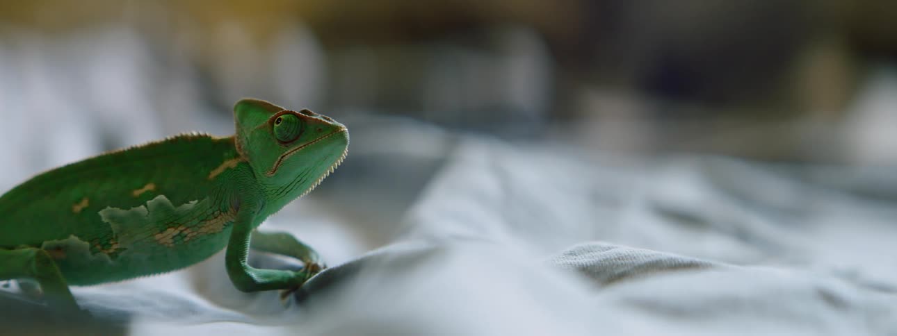 A lizard is outside in its natural habitat