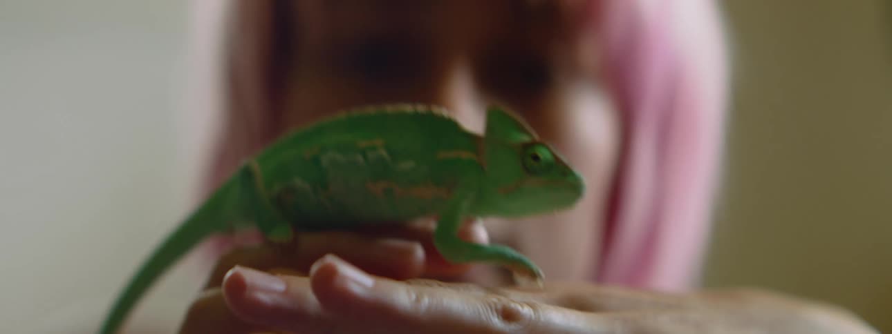 A green chameleon crawls over a girls hands