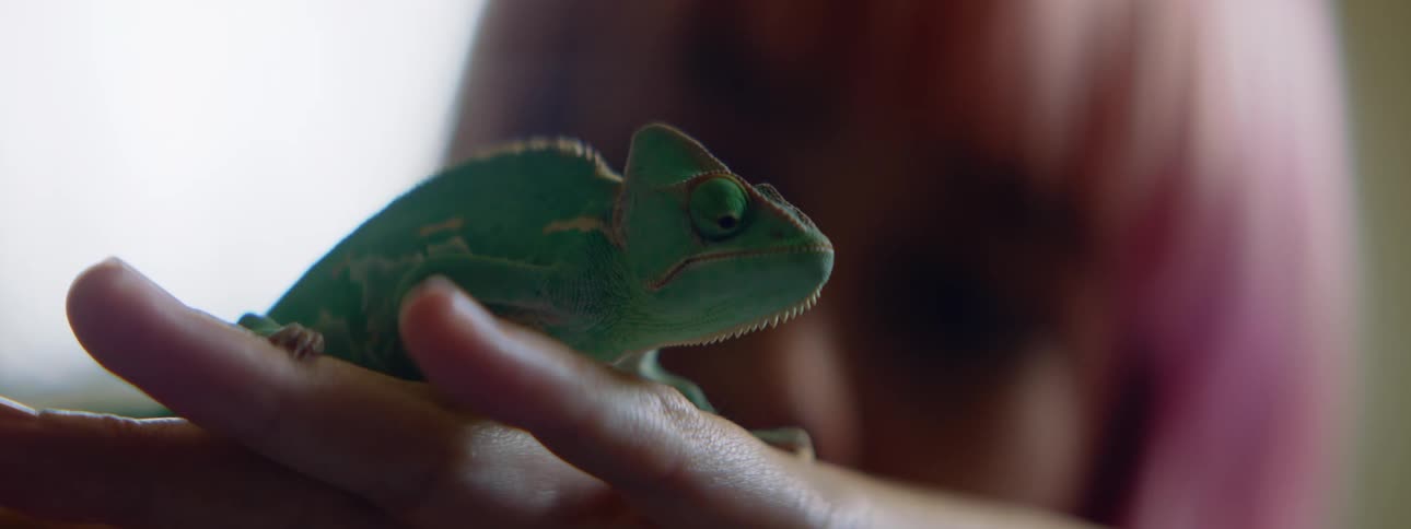 A woman with pink hair holds a chameleon on her outstretched hand
