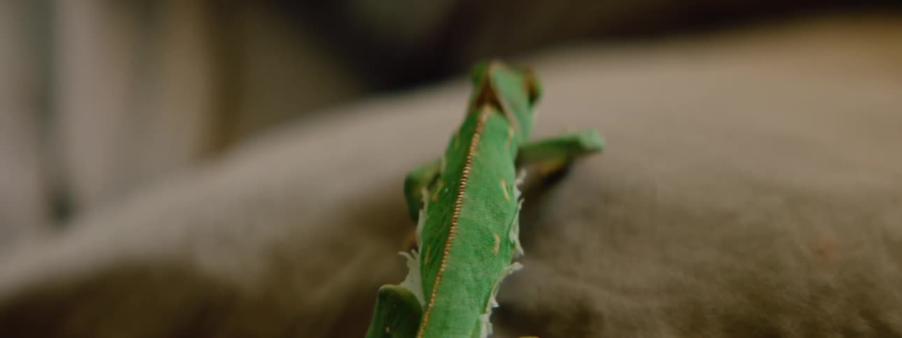 A gecko climbs up onto some furniture