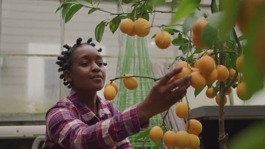 A young girl looks at oranges on a tree