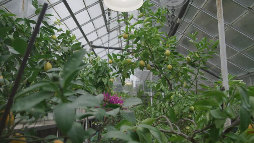 Citrus trees growing in a greenhouse
