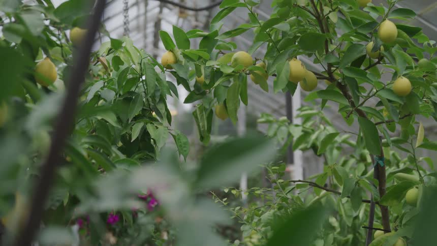 Fruit trees growing in a greenhouse