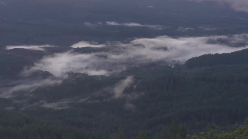 An aerial view of a forest is displayed