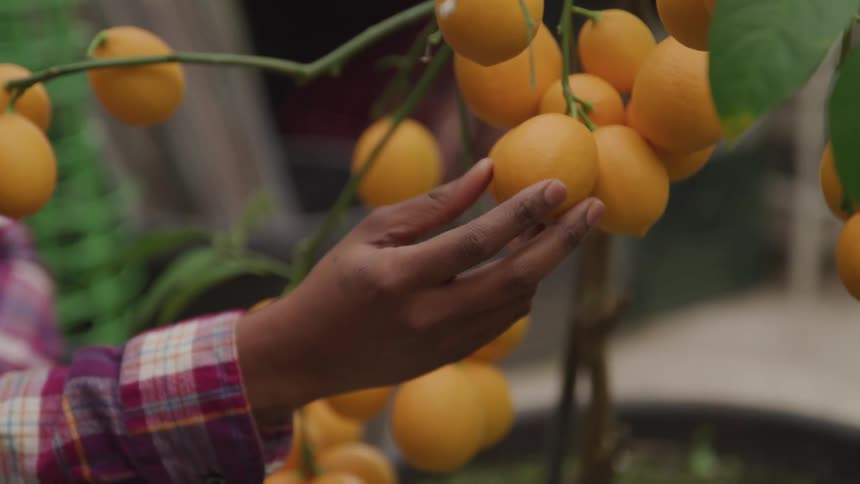 A person squeezes an orange as it hangs from a tree