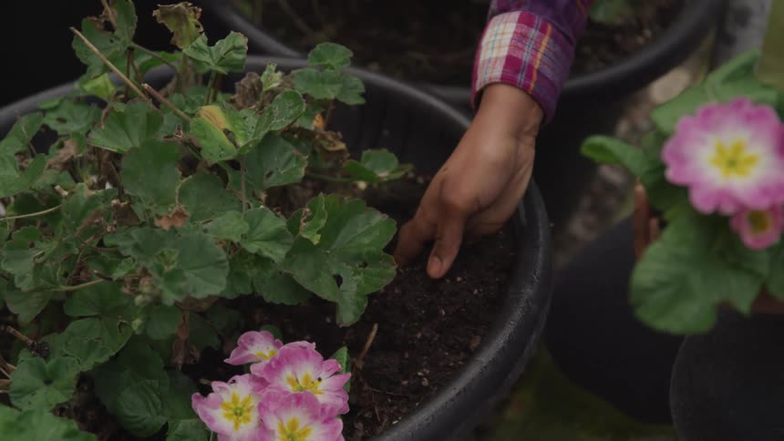 A woman planting flowers in a pot