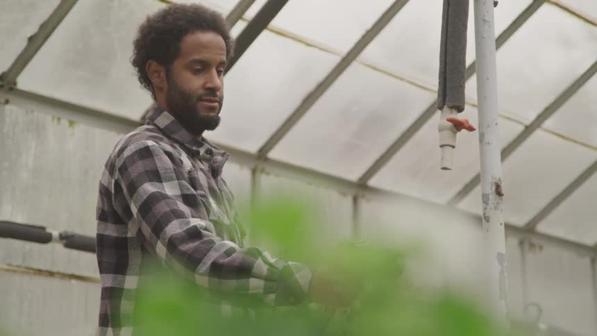 A man is spraying plants in the greenhouse