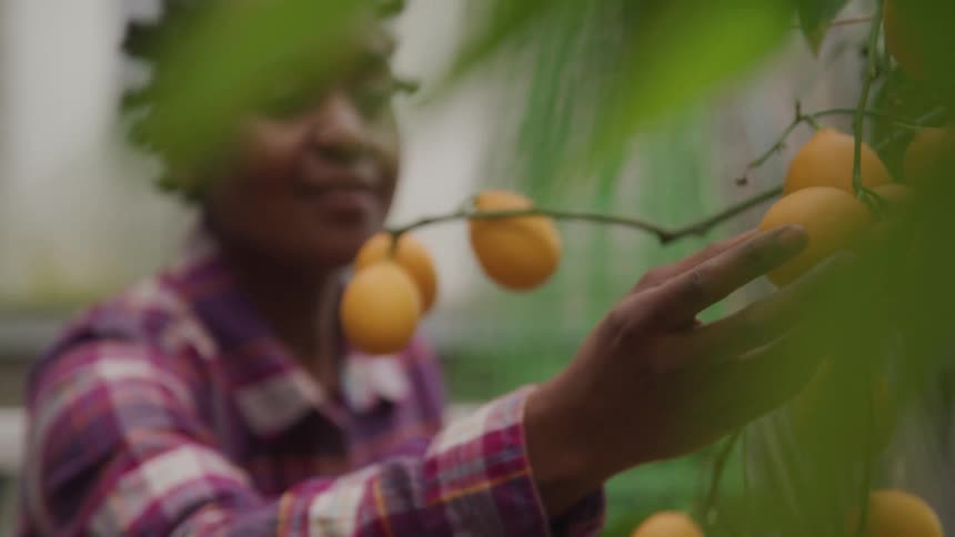 A woman reaches for a small orange on a tree outdoors during the day