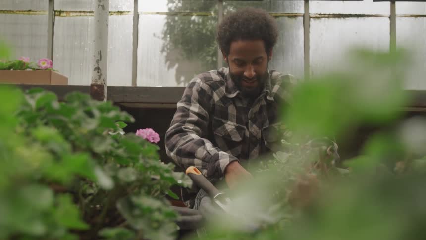 A gardener pots plants in a greenhouse