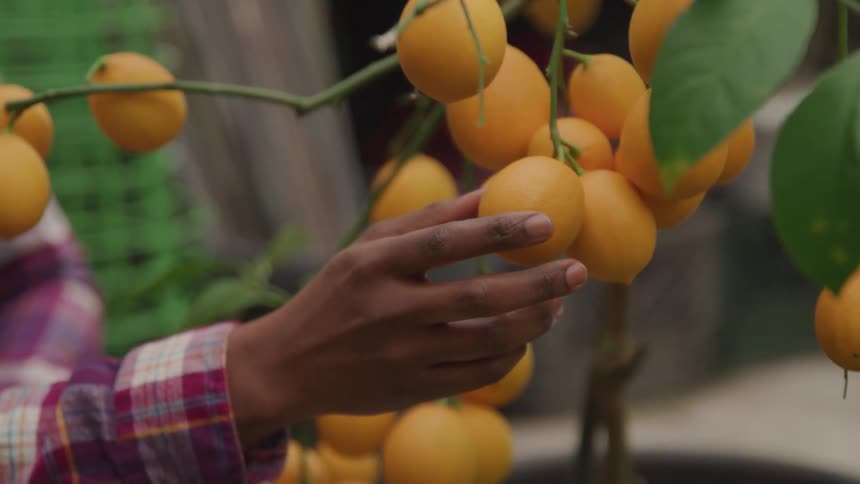 A person in a plaid shirt touching a piece of fruit growing on a tree